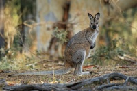 Klokan rudokrky - Macropus rufogriseus - Bennett's wallaby 6641